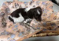 Oreo, a male Miniature Dachshund for sale in Montgomery, AL – 4 of 6