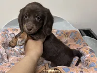  Cashmere , a female Miniature Dachshund for sale in Montgomery, AL – 3 of 7