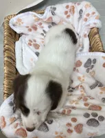 Spot, a male Miniature Dachshund for sale in Montgomery, AL – 6 of 7