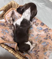 Pebbles, a female Miniature Dachshund for sale in Montgomery, AL – 4 of 7