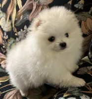 Rocky, a male Pomeranian for sale in Asotin, WA – Photo 4 of 10