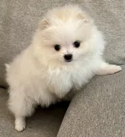 Rocky, a male Pomeranian for sale in Asotin, WA – Photo 2 of 10