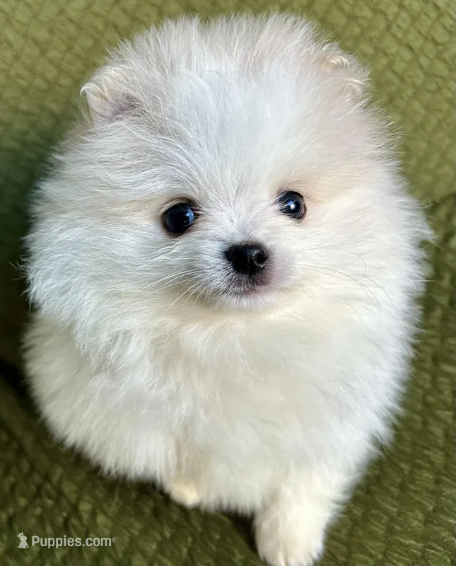 Rocky – Pomeranian puppy for sale in Asotin, WA