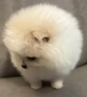 Rocky, a male Pomeranian for sale in Asotin, WA – Photo 9 of 10