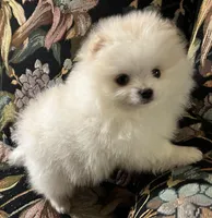 Rocky, a male Pomeranian for sale in Asotin, WA – Photo 10 of 10