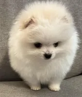 Rocky, a male Pomeranian for sale in Asotin, WA – Photo 1 of 10