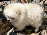 Rocky, a male Pomeranian for sale in Asotin, WA – Photo 8 of 10