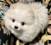 Rocky, a male Pomeranian for sale in Asotin, WA – Photo 3 of 10