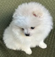 Rocky, a male Pomeranian for sale in Asotin, WA – Photo 5 of 10