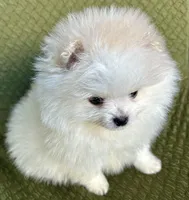 Rocky, a male Pomeranian for sale in Asotin, WA – Photo 6 of 10