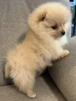 Rusty, a male Pomeranian for sale in Asotin, WA – Photo 7 of 10