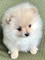 Rusty, a male Pomeranian for sale in Asotin, WA – Photo 2 of 10