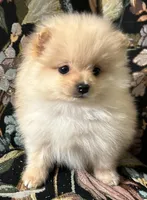 Rusty, a male Pomeranian for sale in Asotin, WA – Photo 10 of 10
