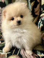 Rusty, a male Pomeranian for sale in Asotin, WA – Photo 1 of 10