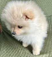 Rusty, a male Pomeranian for sale in Asotin, WA – Photo 4 of 10