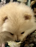 Rusty, a male Pomeranian for sale in Asotin, WA – Photo 9 of 10