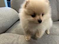 Rusty, a male Pomeranian for sale in Asotin, WA – Photo 8 of 10