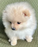 Rusty, a male Pomeranian for sale in Asotin, WA – Photo 5 of 10