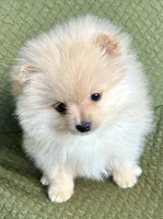 Rusty, a male Pomeranian for sale in Asotin, WA – Photo 6 of 10