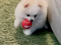 Casper, a male Pomeranian for sale in Asotin, WA – Photo 1 of 9