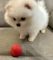 Casper, a male Pomeranian for sale in Asotin, WA – Photo 5 of 9