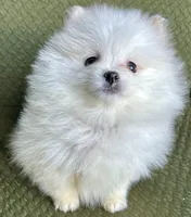 Casper, a male Pomeranian for sale in Asotin, WA – Photo 9 of 9