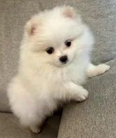 Casper, a male Pomeranian for sale in Asotin, WA – Photo 4 of 9