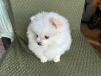 Casper, a male Pomeranian for sale in Asotin, WA – Photo 6 of 9