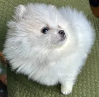 Casper, a male Pomeranian for sale in Asotin, WA – Photo 8 of 9