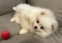 Casper, a male Pomeranian for sale in Asotin, WA – Photo 3 of 9