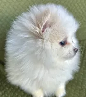 Casper, a male Pomeranian for sale in Asotin, WA – Photo 2 of 9