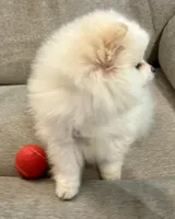 Casper, a male Pomeranian for sale in Asotin, WA – Photo 7 of 9