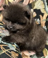 Tiny, a male Pomeranian for sale in Asotin, WA – Photo 10 of 10