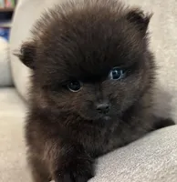 Tiny, a male Pomeranian for sale in Asotin, WA – Photo 4 of 10