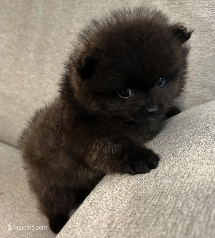 Tiny – Pomeranian puppy for sale in Asotin, WA