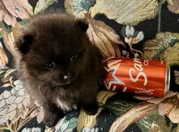Tiny, a male Pomeranian for sale in Asotin, WA – Photo 9 of 10