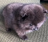 Tiny, a male Pomeranian for sale in Asotin, WA – Photo 8 of 10