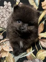 Tiny, a male Pomeranian for sale in Asotin, WA – Photo 3 of 10