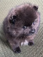 Tiny, a male Pomeranian for sale in Asotin, WA – Photo 6 of 10