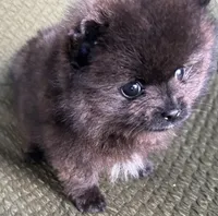 Tiny, a male Pomeranian for sale in Asotin, WA – Photo 7 of 10