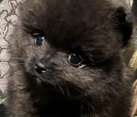 Tiny, a male Pomeranian for sale in Asotin, WA – Photo 2 of 10