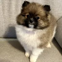 Bella?, a female Pomeranian for sale in Asotin, WA – Photo 8 of 9