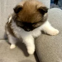 Bella?, a female Pomeranian for sale in Asotin, WA – Photo 6 of 9