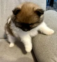 Bella?, a female Pomeranian for sale in Asotin, WA – Photo 6 of 10