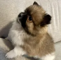 Bella?, a female Pomeranian for sale in Asotin, WA – Photo 3 of 10