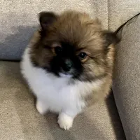 Bella?, a female Pomeranian for sale in Asotin, WA – Photo 4 of 9