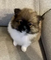 Bella?, a female Pomeranian for sale in Asotin, WA – Photo 4 of 10