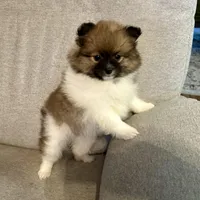 Bella?, a female Pomeranian for sale in Asotin, WA – Photo 1 of 9