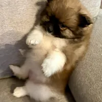 Bella?, a female Pomeranian for sale in Asotin, WA – Photo 5 of 9