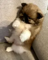 Bella?, a female Pomeranian for sale in Asotin, WA – Photo 5 of 10